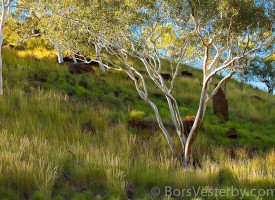 Australia & New Zealand